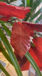 🍂 “A charming autumn-inspired floral arrangement designed in a ceramic pumpkin soufflé pot. Bursting with seasonal blooms and rich textures, this piece beautifully captures the cozy elegance of fall. Perfect as a centerpiece or a heartfelt gift, it brings warmth, color, and a touch of harvest magic to any space.” 🌾✨

Because every petal tells a story of fall. 🍁  #floralarrangement 
#fallflowers 
#autumnbouquet 
#pumpkinvase 
#seasonalblooms 
#freshflowers 
#floristlife 
#flowershop 
#shoplocal 
#smallbusinessowner 
#eustisflorida 
#centralfloridaflorist 
#justbecauseflowers 
#giftideas 
#floraldesign 
#flowerstagram 
#flowersofinstagram 
#flowerlovers
