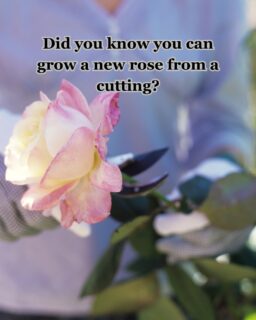 In this creative gathering, you’ll learn step by step how to root roses—no previous experience needed.

All materials and tools are provided. Just come and enjoy 💞

#RosePropagation #PlantLovers #LearnAndCreate #CreativeWorkshop #luluscraftcreation #eustisflorida #eustisflorist #clermont