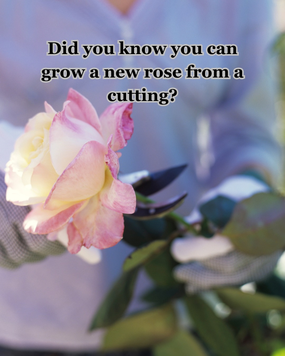 In this creative gathering, you’ll learn step by step how to root roses—no previous experience needed.

All materials and tools are provided. Just come and enjoy 💞

#RosePropagation #PlantLovers #LearnAndCreate #CreativeWorkshop #luluscraftcreation #eustisflorida #eustisflorist #clermont