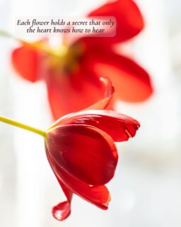 Flowers speak, too. 🌸
Each one carries a message, an emotion, and a unique way of saying, “I thought of you.” Because behind such a beautiful gift, there may be much more than beauty.

What message do you think the flower you received carries? 💐

#FlowerMessage #MeaningOfFlowers #FlowersWithLove #GiveFlowers #BeautifulFlowers #LoveInEveryDetail #DetailsThatInspire #LanguageOfFlowers #VibrantFlowers #DailyInspiration #BeautifulQuotes #BeautifulNature #BotanicalBeauty #LoveAndDetails #Gardening