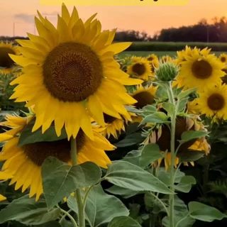 Sunflower season is here! ☀️🌻
Bright, cheerful, and full of warmth, our handcrafted sunflower arrangements are designed to bring sunshine into any space.
Whether you're celebrating a special occasion or simply making someone's day a little brighter, sunflowers are always the perfect choice.

📩 Send us a message to order yours today.

#SunflowerSeason#SunflowerBouquet#SunflowerArrangement#FloristLife#FlowerShop#FreshFlowers#FloralDesign#LocalFlorist#SummerFlowers#SunflowerLove#BouquetOfTheDay#FlowerLovers#EustisFL#CentralFlorida#ShopLocal